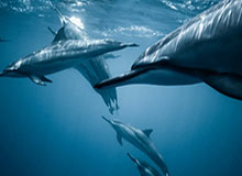 陈林坚山东男篮首秀精彩片段：出场20分钟高效拿下18分